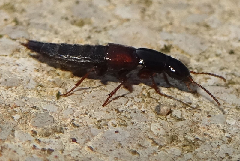 Quedius sp. - Staphylinidae